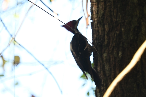 Crimson-crested Woodpecker (Campephilus melanoleucos), photo 5