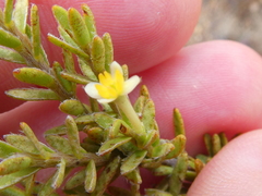Struthiola leptantha