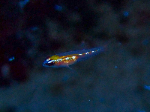 Glass goby (Coryphopterus hyalinus) — Gobiidae