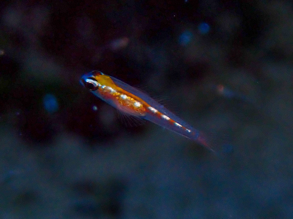 Glass Goby