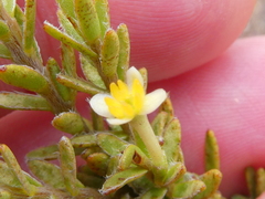 Struthiola leptantha