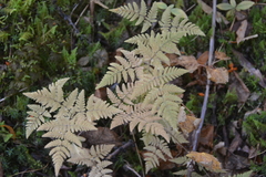 Gymnocarpium jessoense