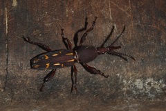 Estenorhinus dispar