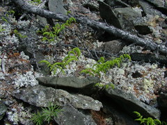 Gymnocarpium jessoense