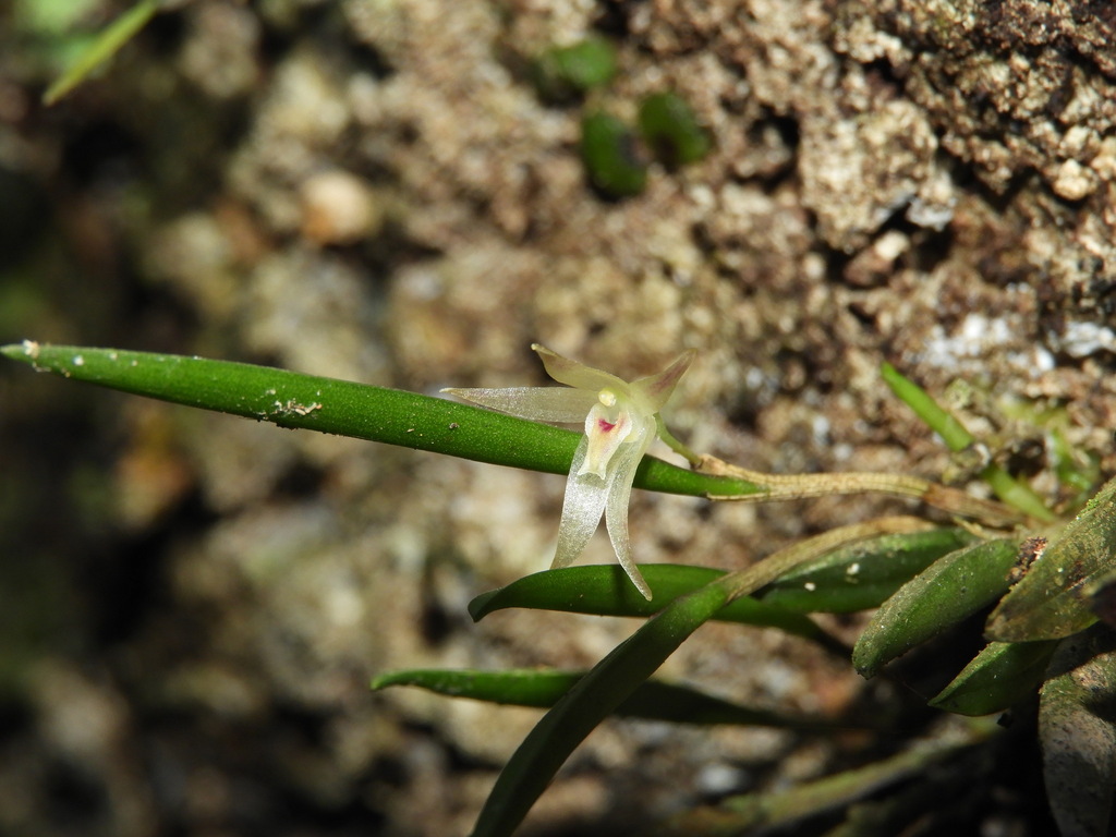 Octomeria ochroleuca