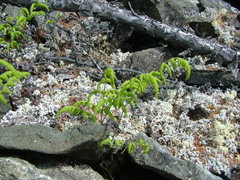 Gymnocarpium jessoense