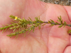 Struthiola leptantha