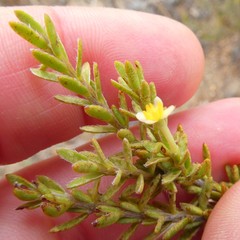 Struthiola leptantha