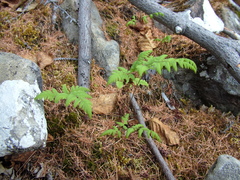 Gymnocarpium jessoense