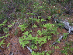 Gymnocarpium jessoense