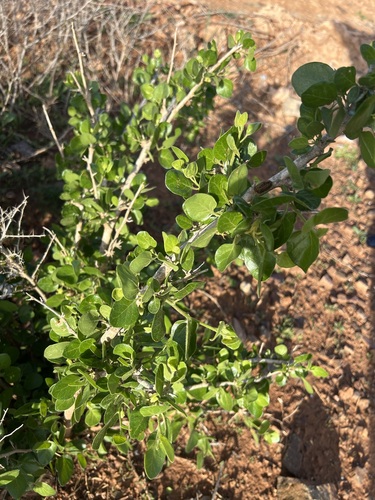Withania frutescens