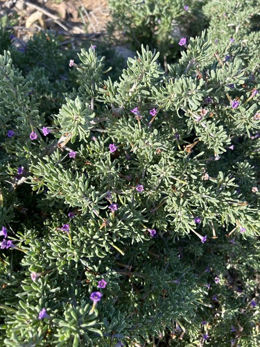 Southern Boxthorn