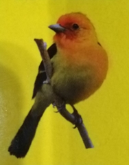 Ploceus castaneiceps