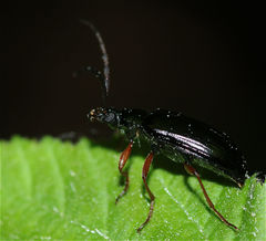 Gonodera luperus