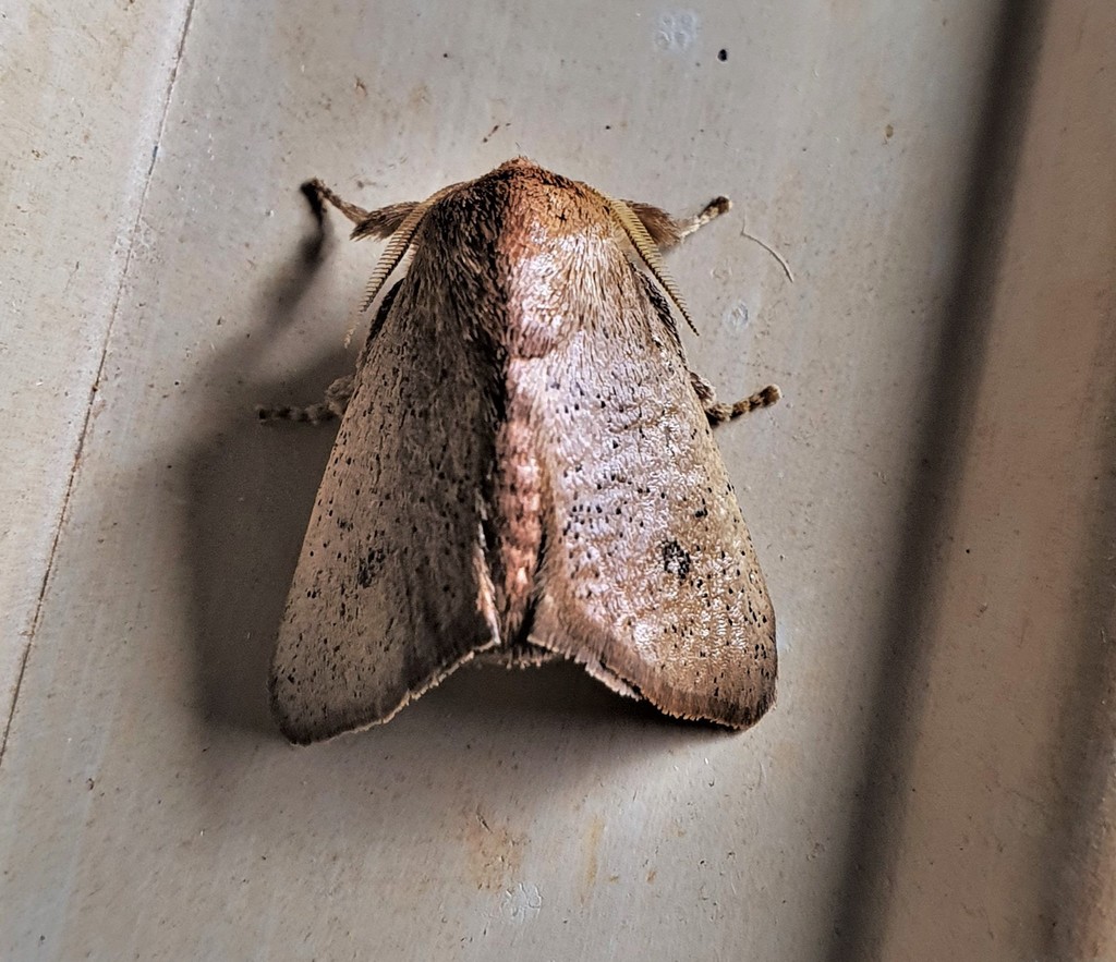 Natada lucens