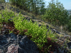 Gymnocarpium jessoense