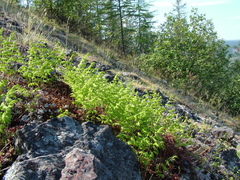 Gymnocarpium jessoense