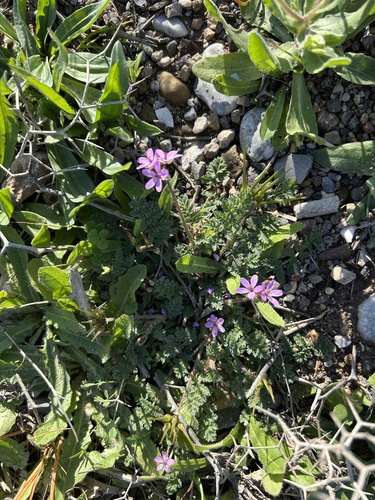 Redstem Stork's-bill
