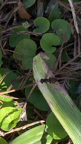 Unknown species found near Aquarius Agora Dr, Orlando, FL, US