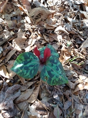 Trillium maculatum