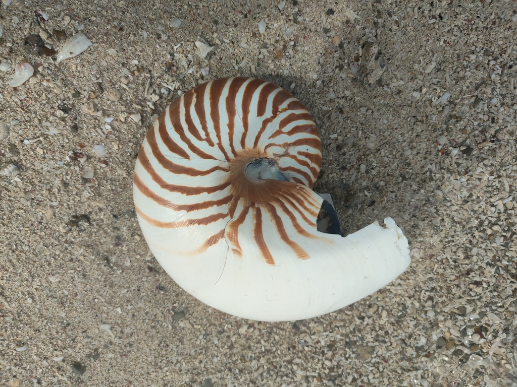 Common Nautilus (Nautilus pompilius)