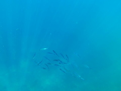 Caranx caballus