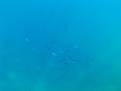 Caranx caballus