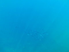 Caranx caballus