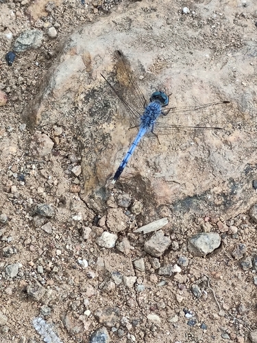 Diplacodes trivialis