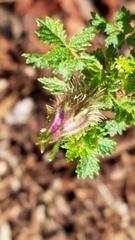 Rosa minutifolia