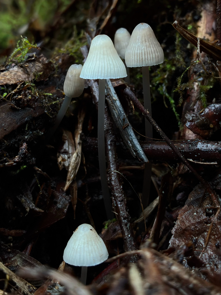 Snapping Bonnet Snapping Bonnet in January 2026 by Peter Hewlett · iNaturalist
