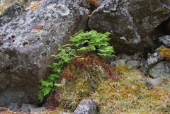 Gymnocarpium jessoense