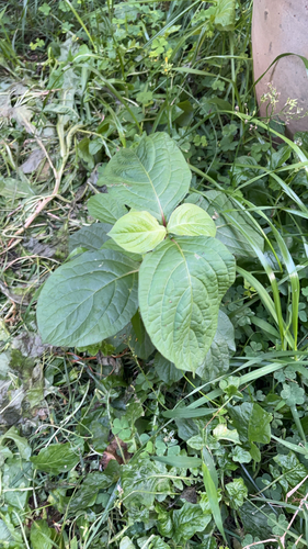 Achyranthes aspera observed 2026-02-11