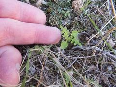 Pholistoma auritum arizonicum