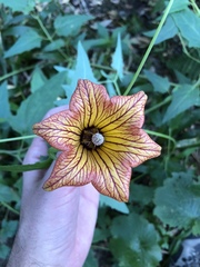 Canarina canariensis image