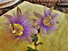 (c) Gerry van Tonder, some rights reserved (CC BY) Passiflora garckei, photograph (c) Gerry van Tonder, some rights reserved (CC BY)