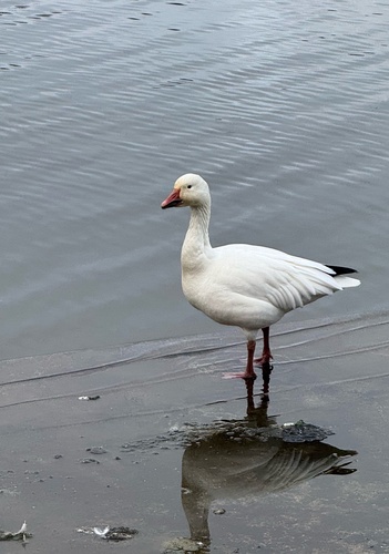 Ánsar nival (Anser caerulescens)