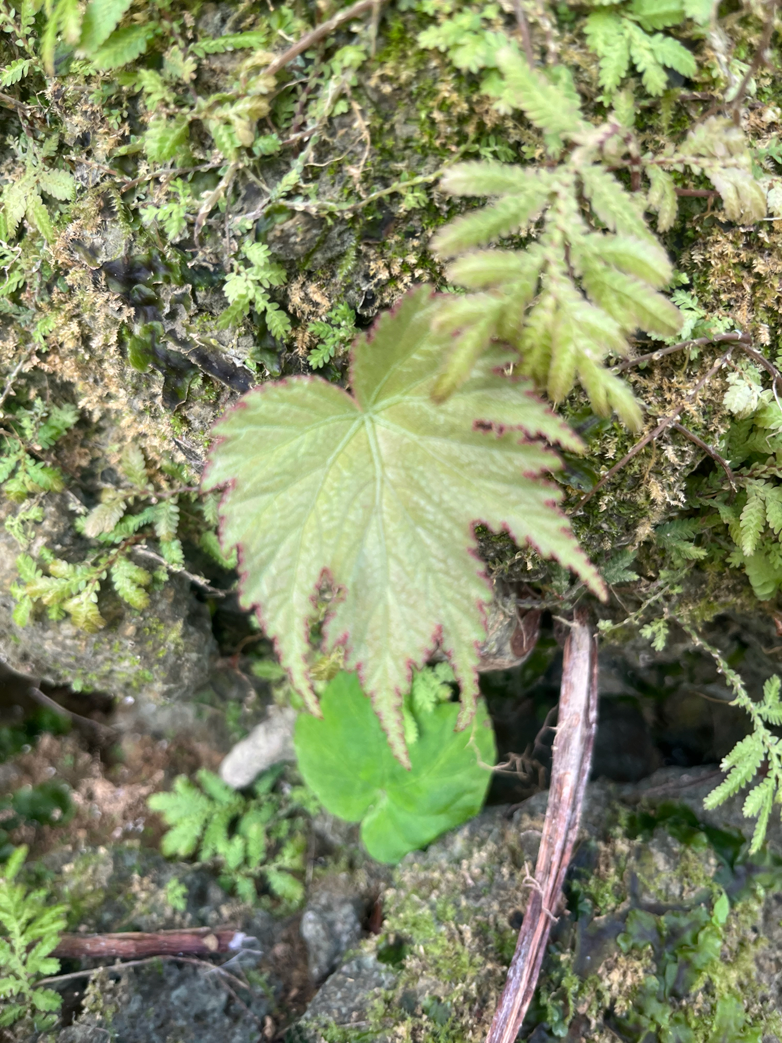 Begonia palmata (Begonia palmata)
