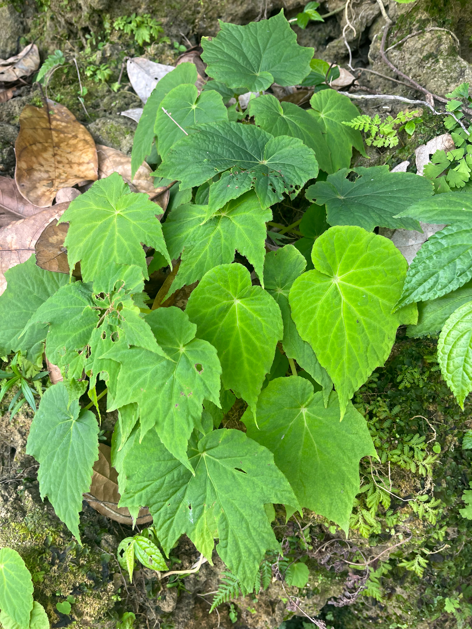 Begonia palmata — ảnh 2