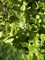 Cerastium parvum