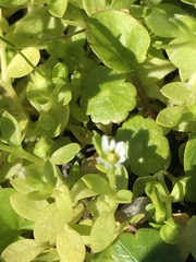 Cerastium parvum