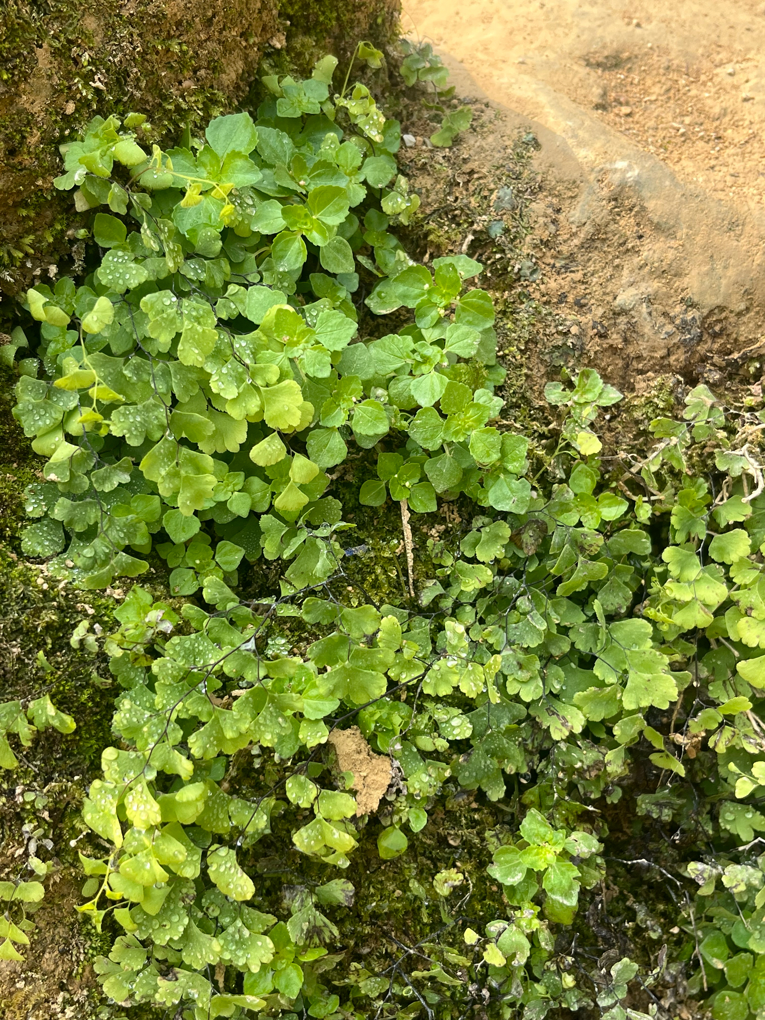 Adiantum capillus-veneris (Adiantum capillus-veneris)