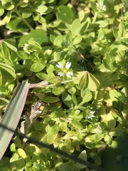 Cerastium parvum