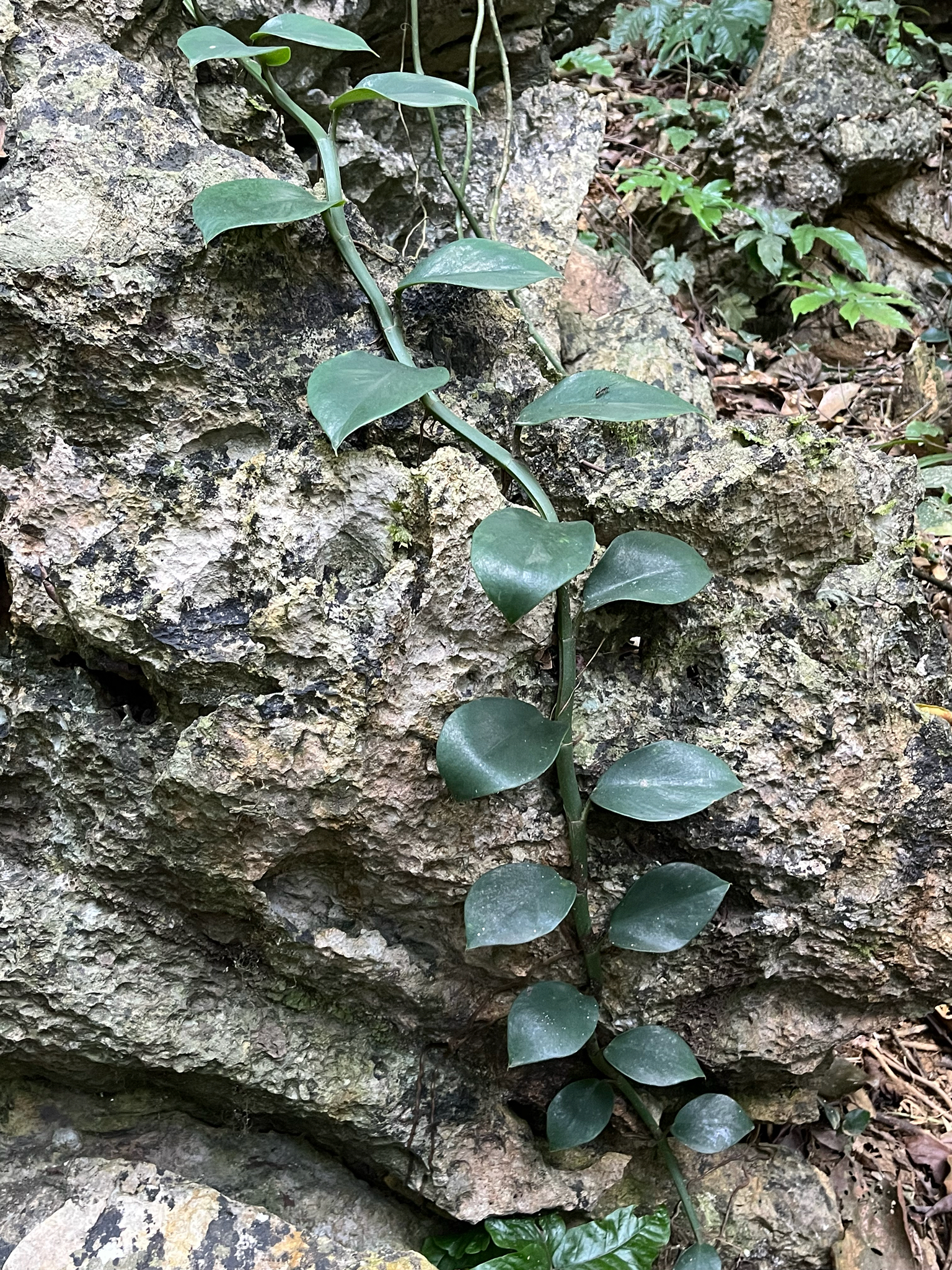Rhaphidophora hongkongensis (Rhaphidophora hongkongensis)