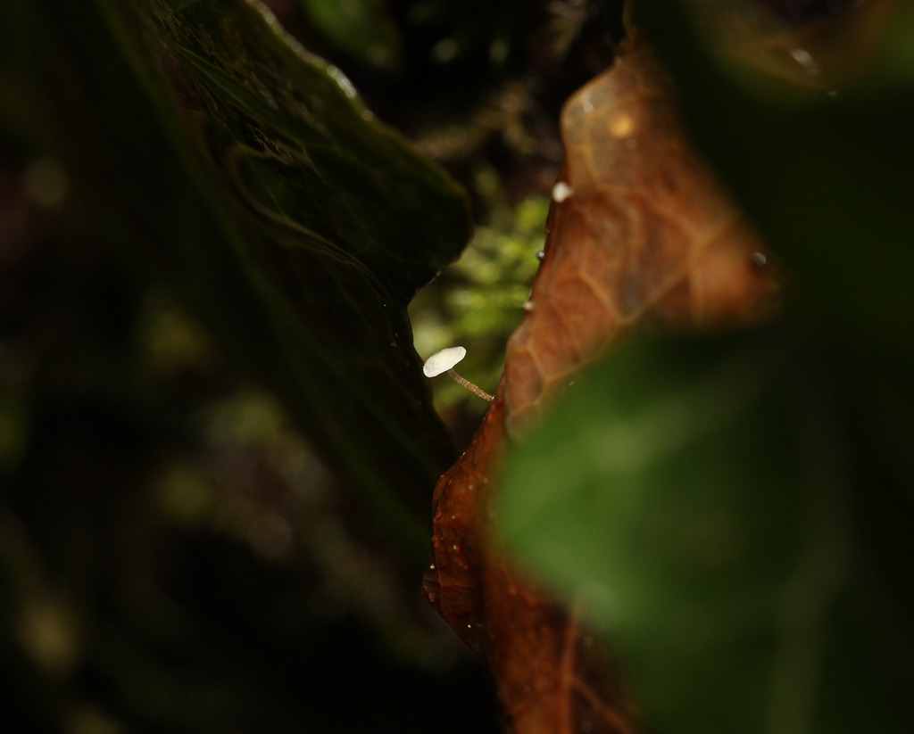 Marasmius epiphylloides
