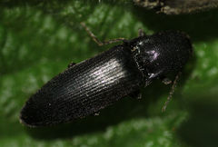 Ectinus aterrimus