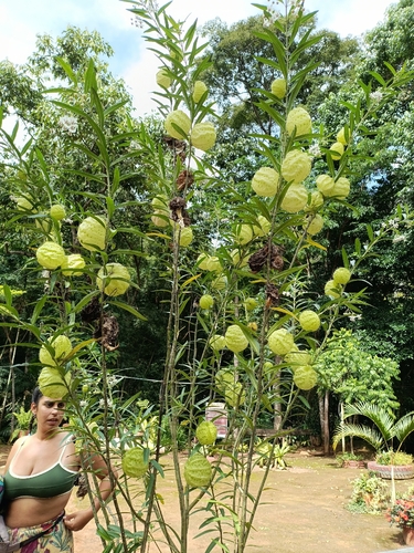 balloonplant