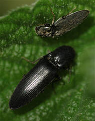Ectinus aterrimus