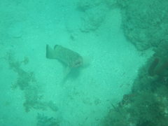 Epinephelus guttatus