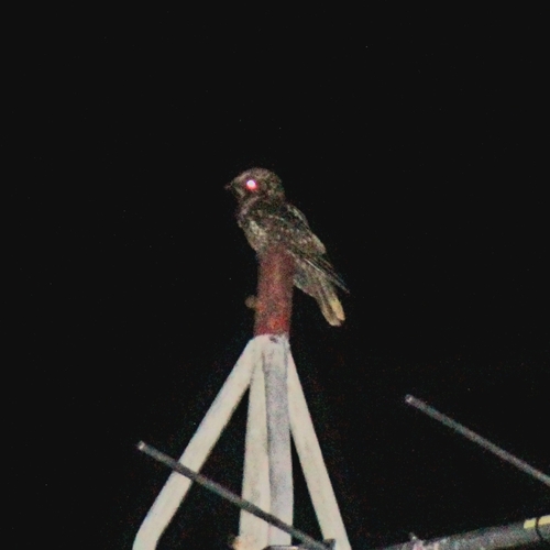 Cuban Nightjar (Antrostomus cubanensis)